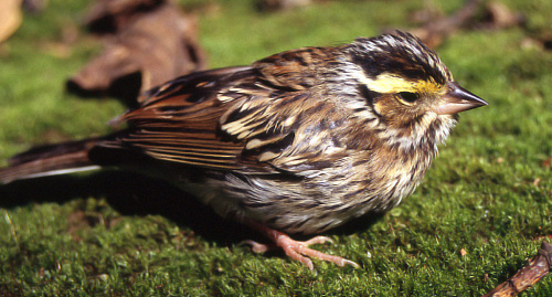 ����������� �������